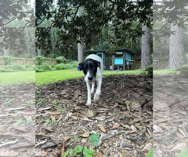 Medium Photo #5 Great Dane-Poodle (Standard) Mix Puppy For Sale in Huntersville, NC, USA