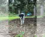 Small #4 Great Dane-Poodle (Standard) Mix