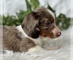 Small #13 Dachshund