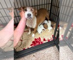 Small #2 Mutt