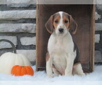 Small Photo #12 Beagle Puppy For Sale in SUGARCREEK, OH, USA