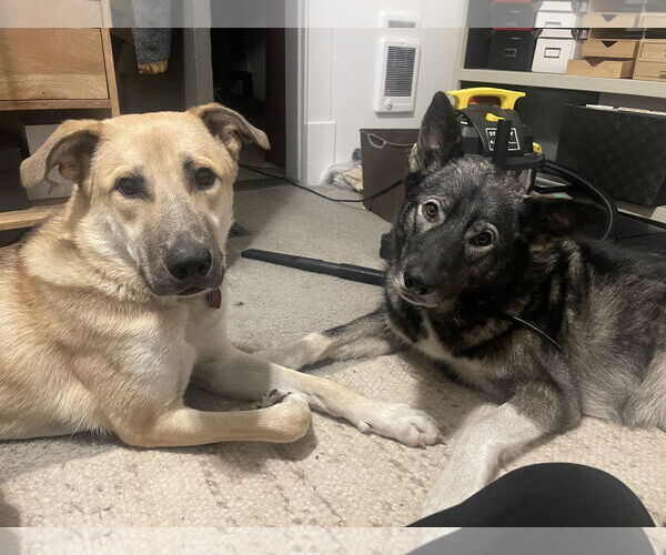 Medium Photo #8 Mutt Puppy For Sale in Bellevue, WA, USA