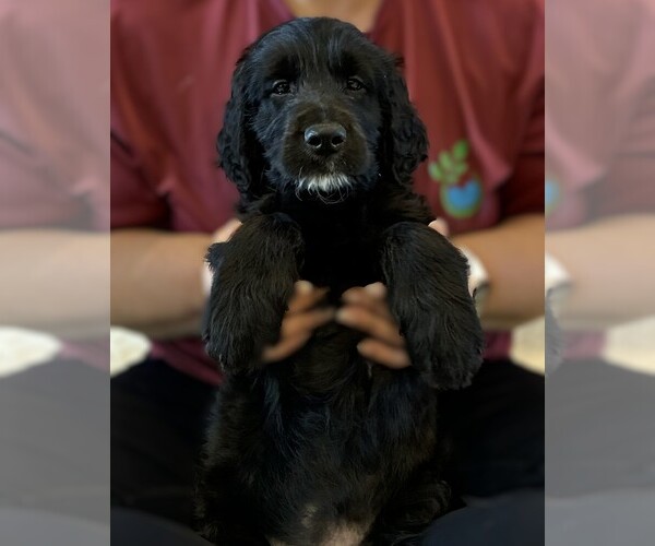 Medium Photo #11 Goldendoodle Puppy For Sale in FORT LAUDERDALE, FL, USA