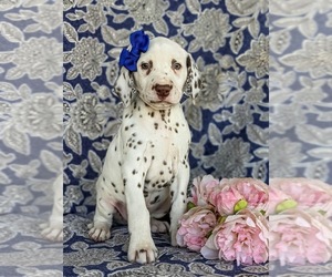 Dalmatian Puppy for sale in QUARRYVILLE, PA, USA