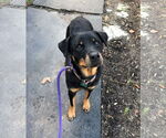 Small #12 Rottweiler