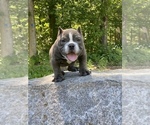 Puppy 1 American Bully-American Pit Bull Terrier Mix