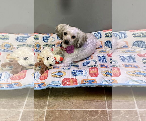 Medium Photo #2 Shih Tzu-Unknown Mix Puppy For Sale in St. Louis Park, MN, USA