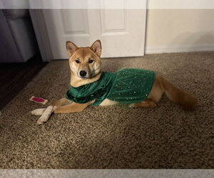 Shiba Inu Dogs for adoption in oakland, FL, USA