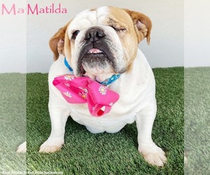 Medium Bulldog Mix