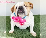 Small Bulldog Mix
