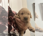Small Photo #4 Golden Retriever Puppy For Sale in BROOKSVILLE, FL, USA