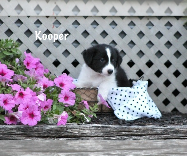 Medium Photo #3 Border Collie Puppy For Sale in BLOOMINGTON, WI, USA