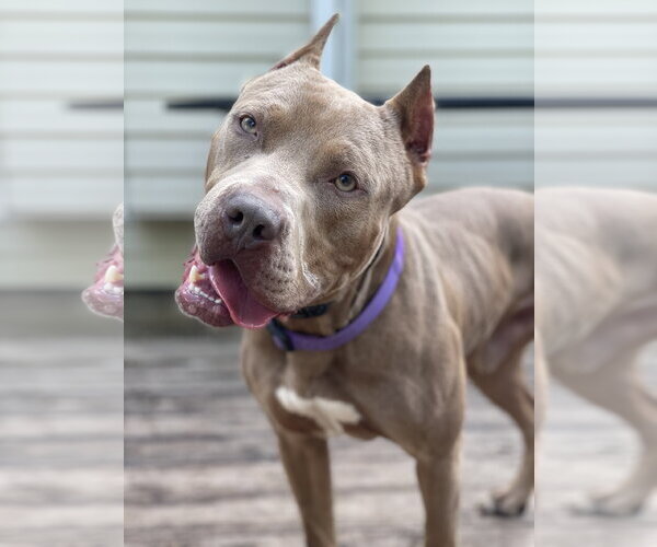 Medium Photo #5 American Pit Bull Terrier Puppy For Sale in Techny, IL, USA