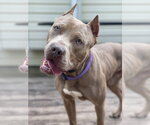 Small #4 American Pit Bull Terrier