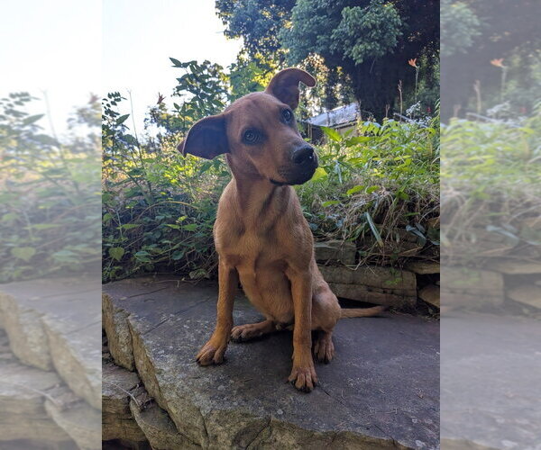 Medium Photo #4 Mutt Puppy For Sale in Vail, AZ, USA