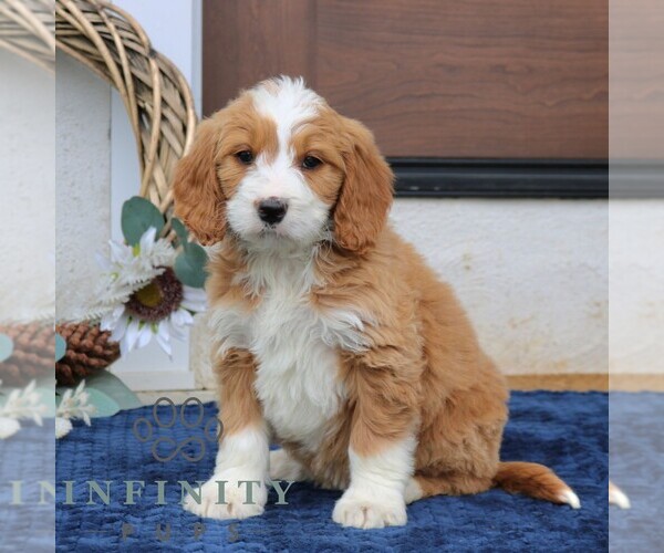 Medium Photo #4 Goldendoodle (Miniature) Puppy For Sale in NARVON, PA, USA