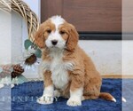 Small #3 Goldendoodle (Miniature)