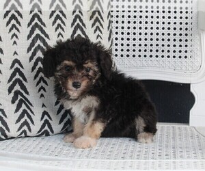 Aussiedoodle Miniature  Puppy for sale in FREDERICKSBURG, OH, USA