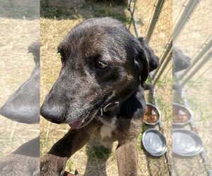 Rocco (10yo, 38lbs) - Male Mutt Dog for Adoption - Photo #4