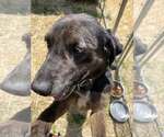 Small Photo #4 Mutt Puppy For Sale in Hinton, WV, USA