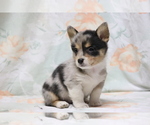 Small Photo #2 Pembroke Welsh Corgi Puppy For Sale in SHILOH, OH, USA