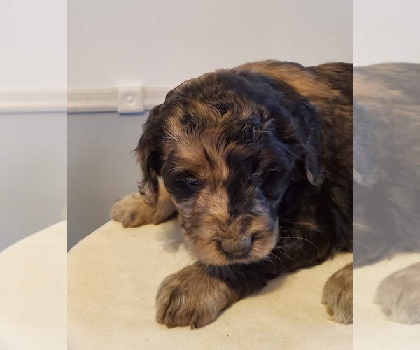 Medium Photo #3 Cattle Doodle Puppy For Sale in ATHENS TOWNSHIP, PA, USA