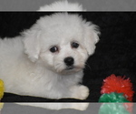 Small #1 Bichon Frise
