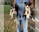 Small Photo #2 Border Collie Puppy For Sale in INDIANOLA, IA, USA