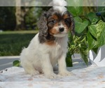 Puppy Lizzy Cavapoo