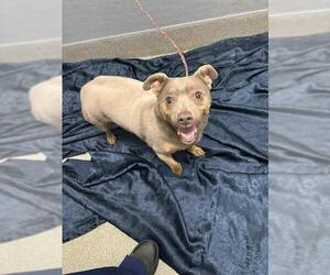 Chihuahua-Unknown Mix Dogs for adoption in Las Vegas, NV, USA