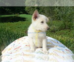 Small #5 German Shepherd Dog