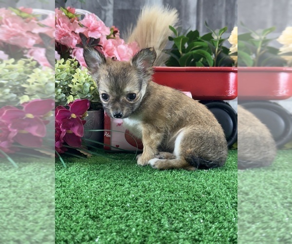 Medium Photo #2 Chihuahua Puppy For Sale in CANOGA, NY, USA
