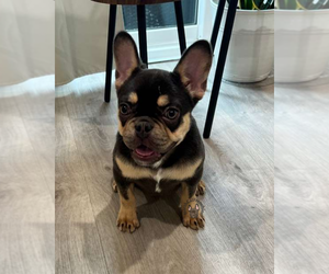 French Bulldog Puppy for sale in SACRAMENTO, CA, USA