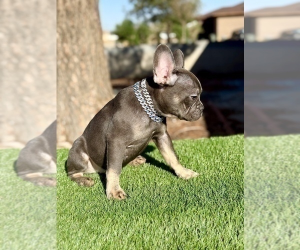 Medium Photo #4 French Bulldog Puppy For Sale in CHARLOTTESVILLE, VA, USA