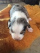 Puppy 3 Border Collie-Miniature Australian Shepherd Mix