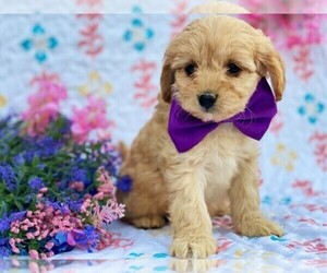 Cavapoo-Poodle (Toy) Mix Puppy for sale in RED LION, PA, USA