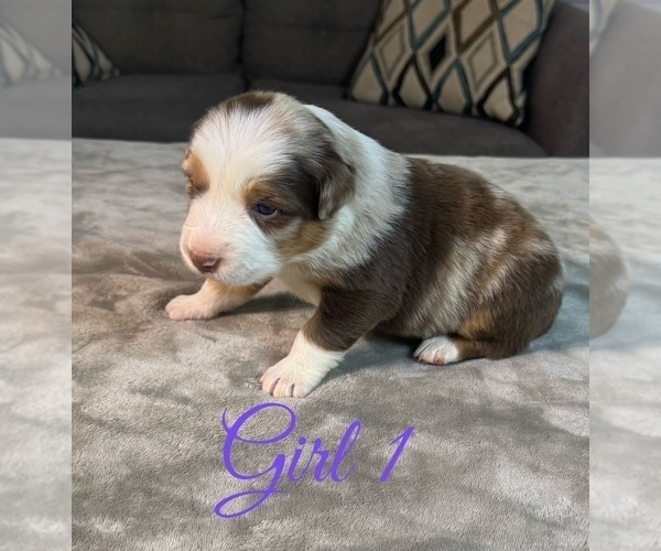 Medium Photo #49 Australian Shepherd Puppy For Sale in SALISBURY, NC, USA