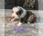 Small Photo #49 Australian Shepherd Puppy For Sale in SALISBURY, NC, USA