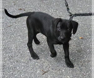 Mutt Dogs for adoption in Wakefield, RI, USA