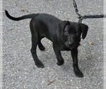 Small Photo #1 Mutt Puppy For Sale in Wakefield, RI, USA