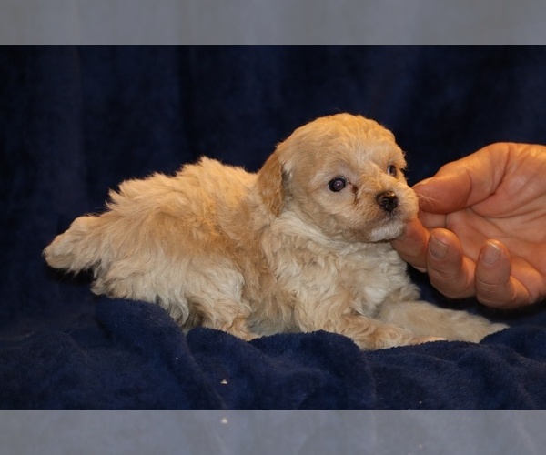 Medium Photo #8 Poodle (Toy) Puppy For Sale in DYERSBURG, TN, USA