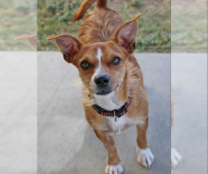 Mutt Dogs for adoption in Cranston, RI, USA