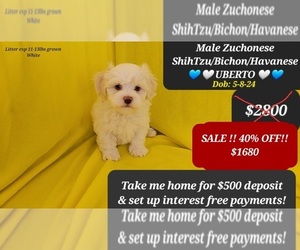 Havanese-Zuchon Mix Puppy for sale in TUCSON, AZ, USA