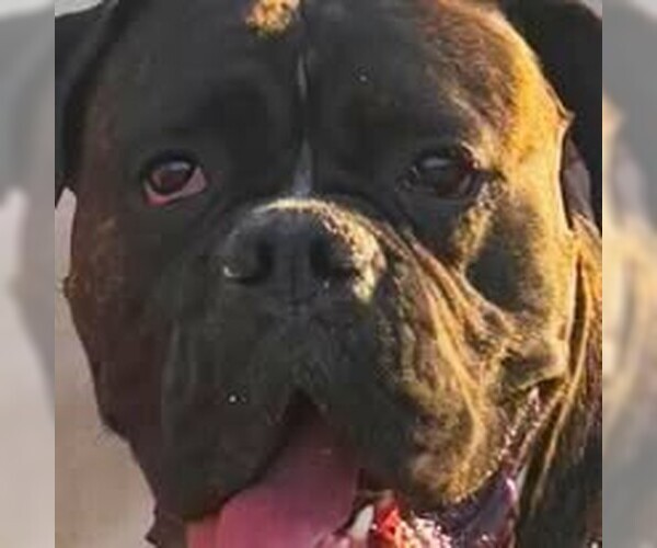 Medium Photo #3 Boxer Puppy For Sale in Austin, TX, USA
