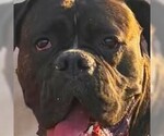 Small #2 Boxer