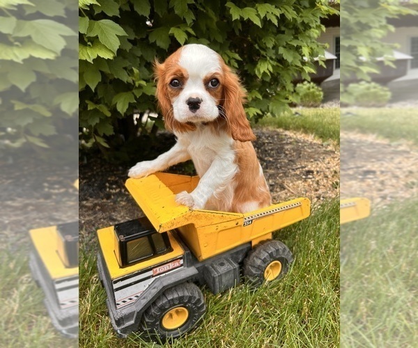 Medium Photo #5 Cavalier King Charles Spaniel Puppy For Sale in MIDDLEBURY, IN, USA