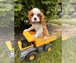 Small #4 Cavalier King Charles Spaniel