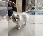 Small #5 Pomeranian