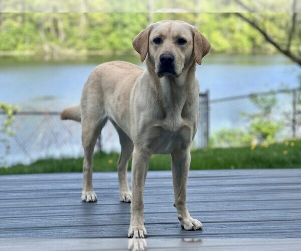 Medium Photo #11 Labrador Retriever Puppy For Sale in EAGAN, MN, USA