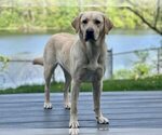 Small #10 Labrador Retriever